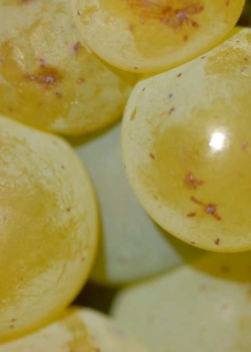 Sauvignon blanc Beeren 12